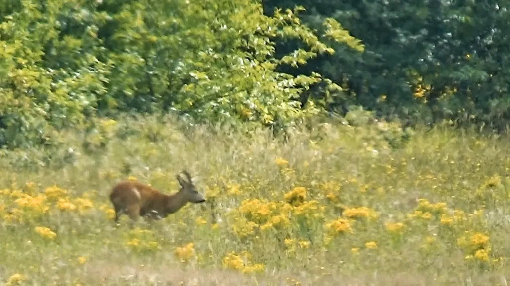 Naturens Jura: Hvad Du Må – og Ikke Må – i Danmarks Frie Landskab