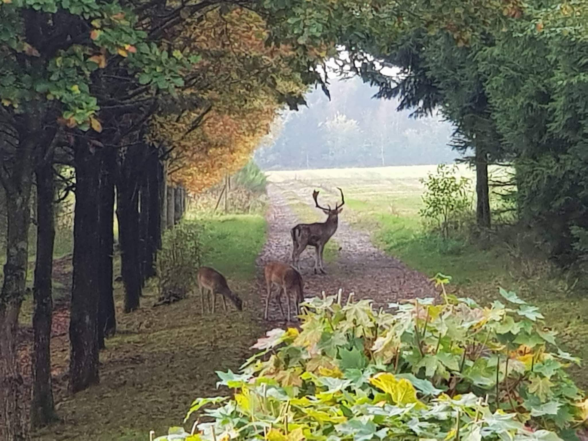 SKØNT IDYLLISK LIEBHAVERLANDSTED PÅ 4,1 HA NORD FOR HERNING